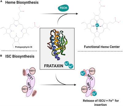 Molecular Defects in Friedreich’s Ataxia: Convergence of Oxidative Stress and Cytoskeletal Abnormalities